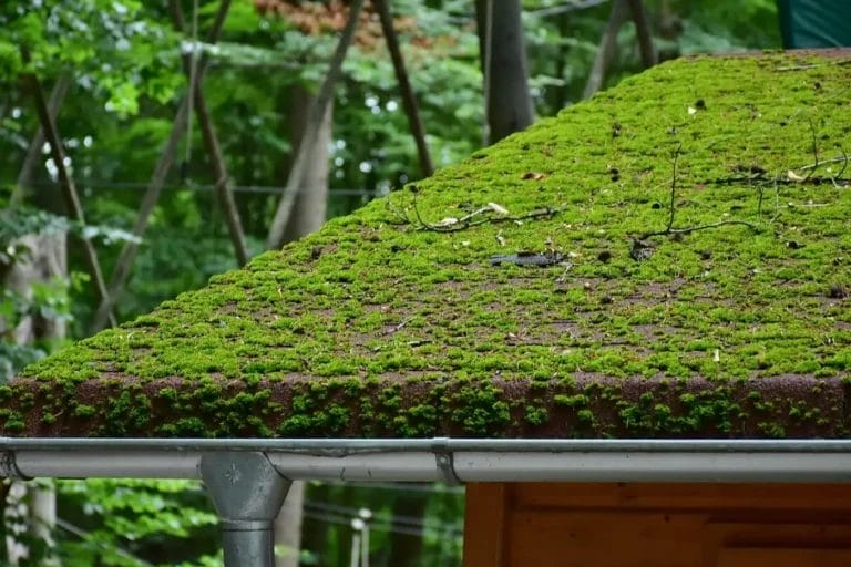 A roof covered in moss, being cleaned by PP Gutters.