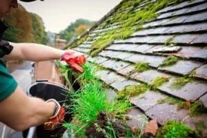 PP Gutters residential/domestic and commercial roof and gutter cleaning services. Showing a property's gutter being cleared of excessive foliage