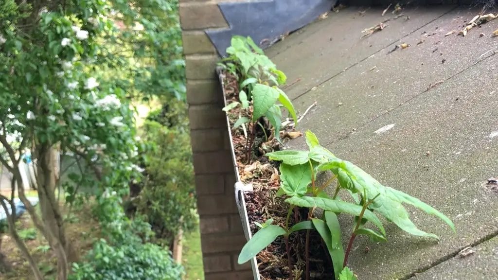 Gutter cleaning in Beaconsfield - photo before the gutter has been cleaned by PP Gutters.