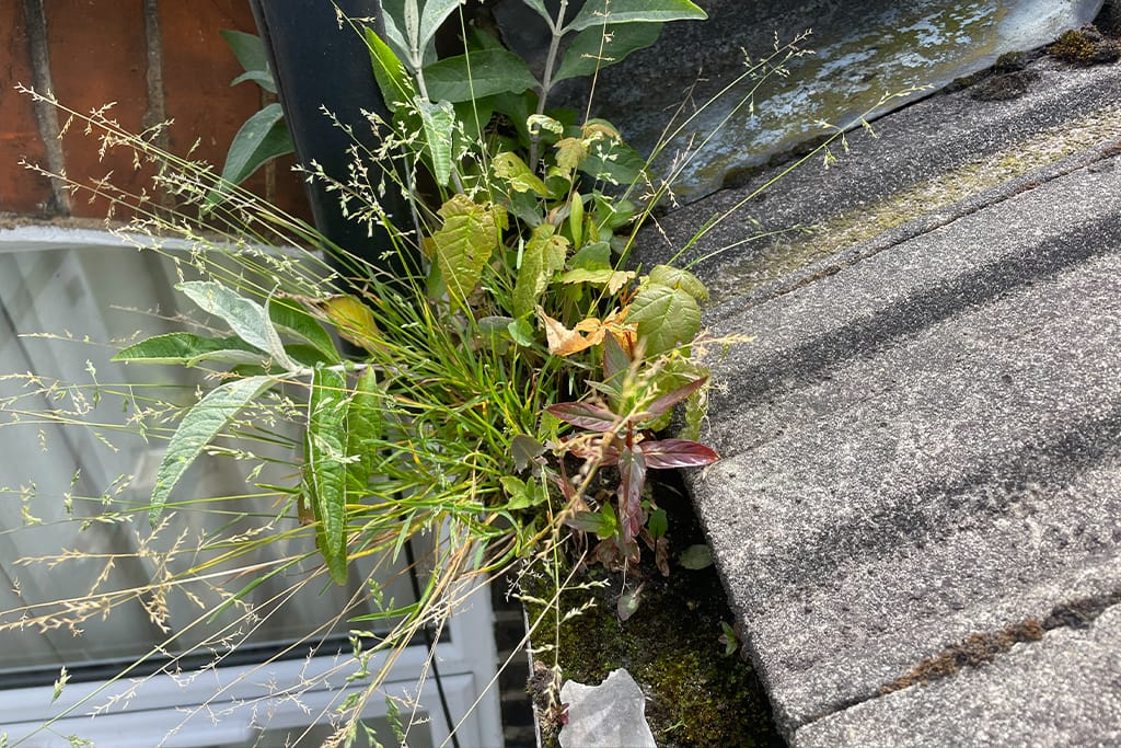 Gutter Cleaning in Chelsea